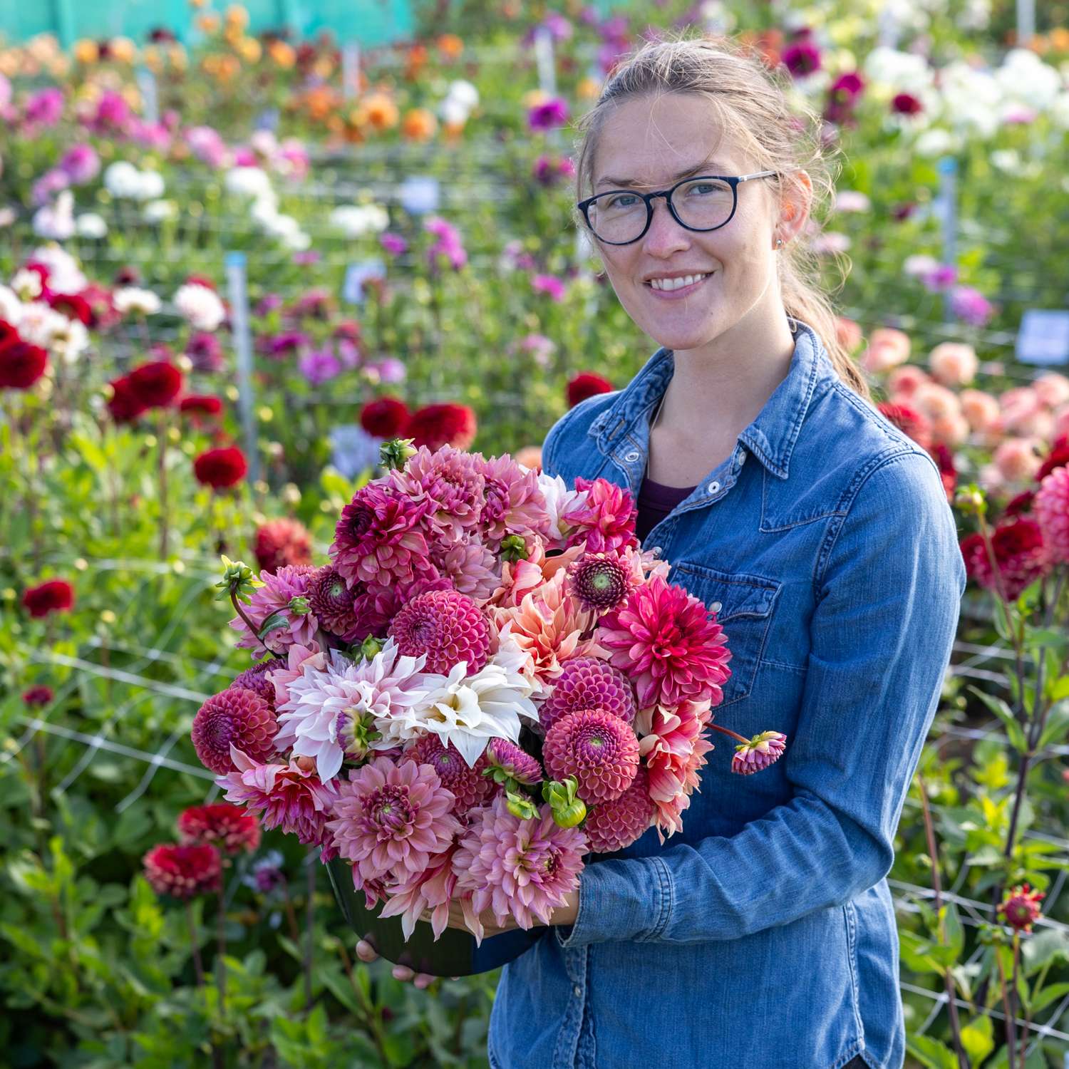 Daaliamix 'Dusty Rose'